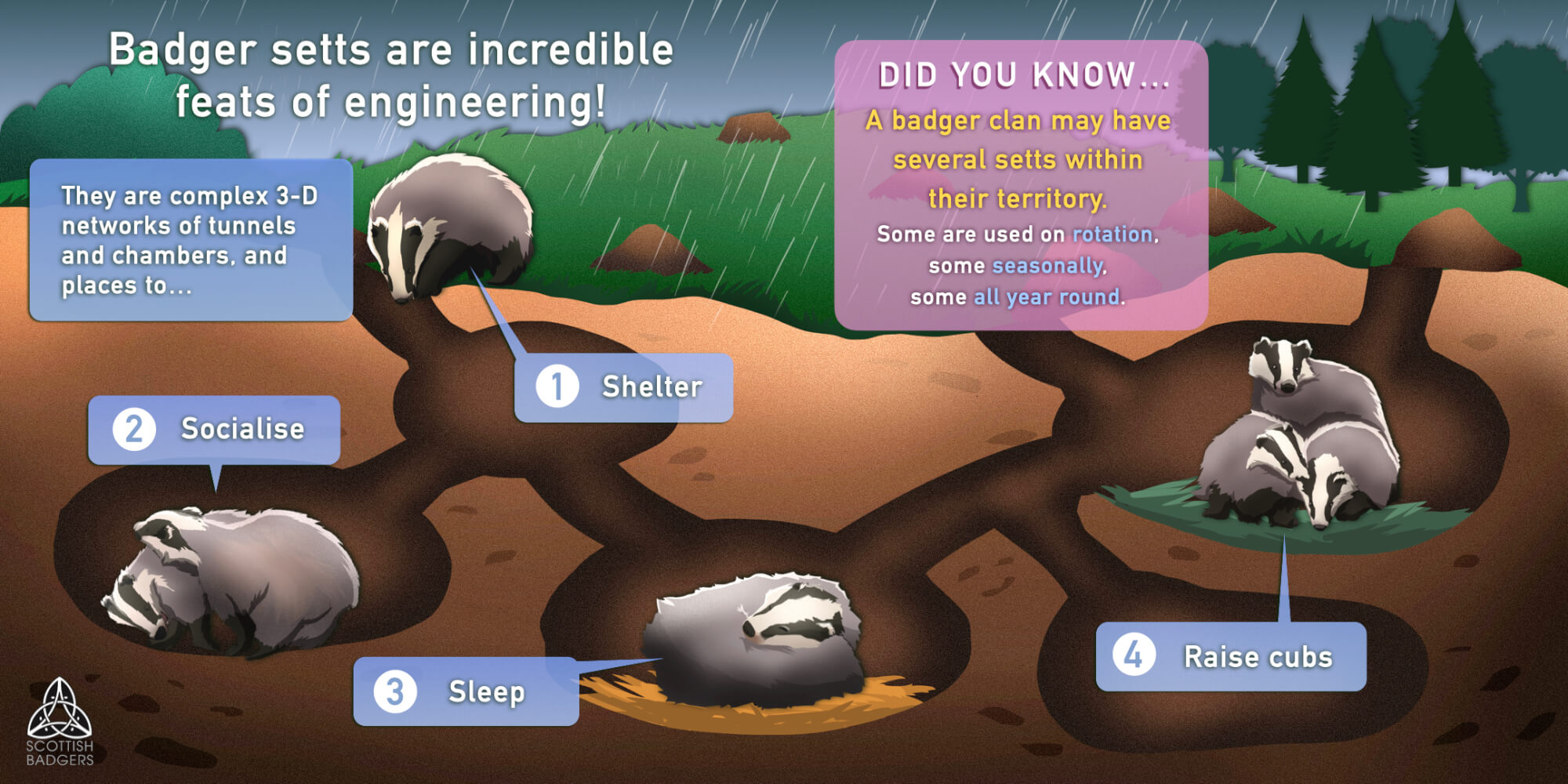 Depiction of European badger’s sett.jpeg